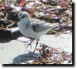 [ Sanderling ]