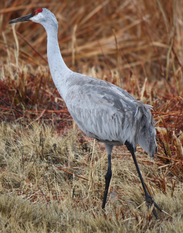 [Sandhill crane]