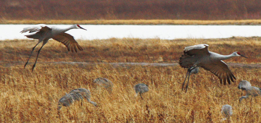 [Sandhill crane]