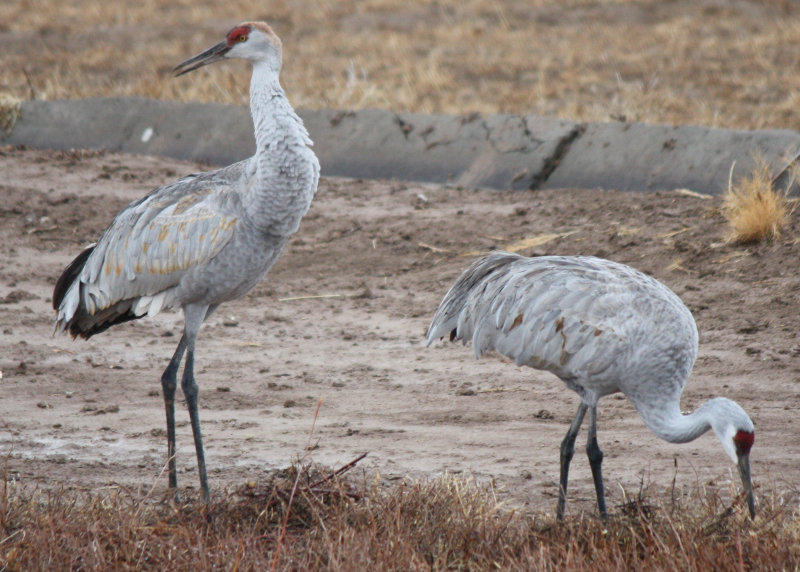 [Sandhill crane]