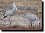 [ Sandhill crane ]