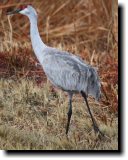 [ Sandhill crane ]