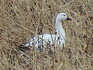 [Snow goose]