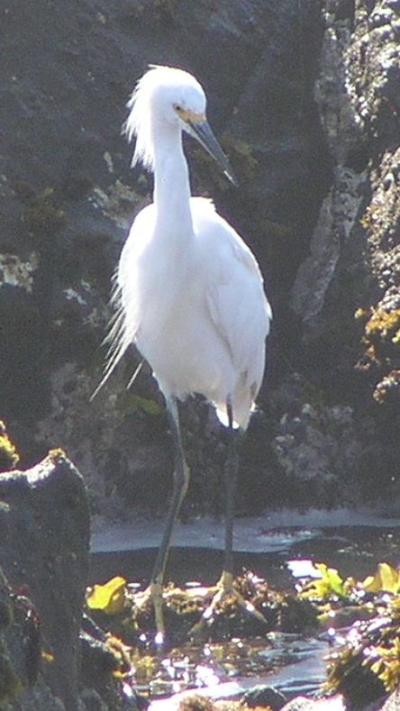 [Snowy egret]