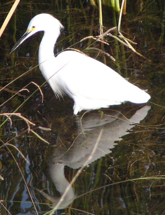 [Snowy egret]