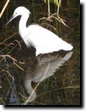 [ Snowy egret ]