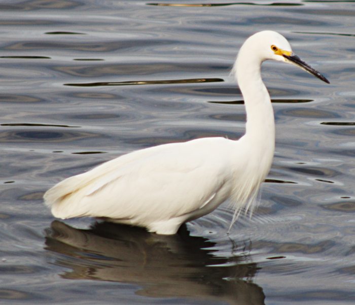 [Snowy egret]