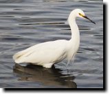 [ Snowy egret ]