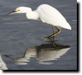 [ Snowy egret ]