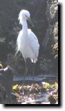 [ Snowy egret ]