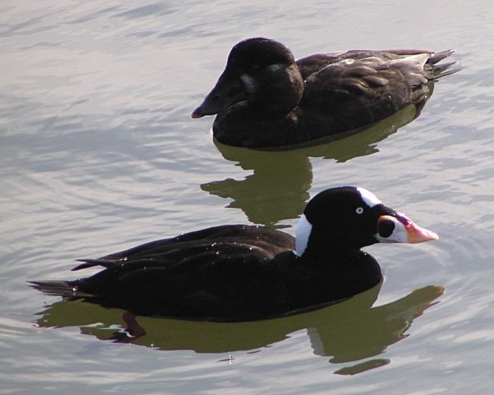 [Surf scoter]