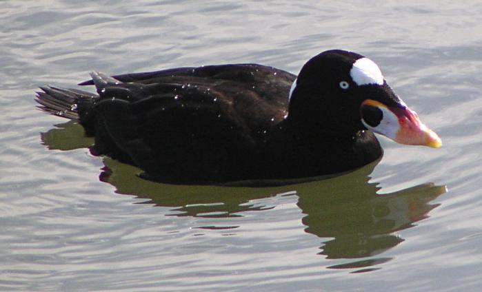 [Surf scoter]