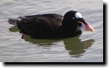 [ Surf scoter ]