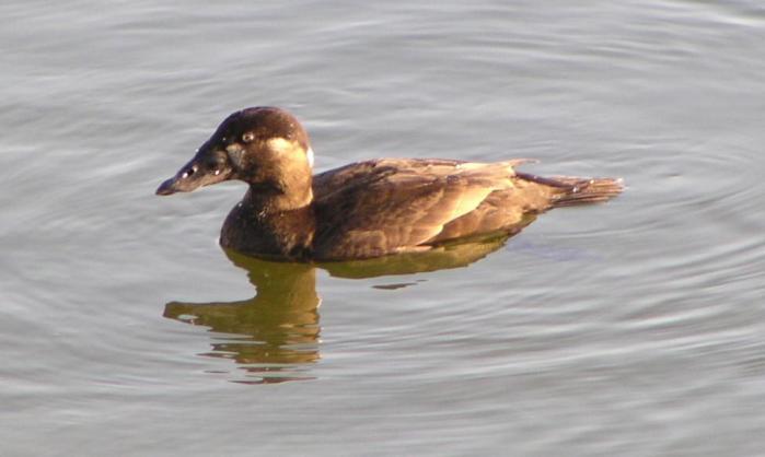 [Surf scoter]