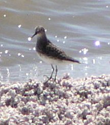 [unknown sandpiper]