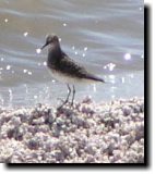 [ unknown sandpiper ]