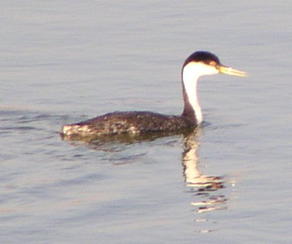 [Western grebe]