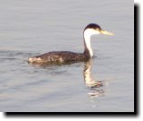 [ Western grebe ]