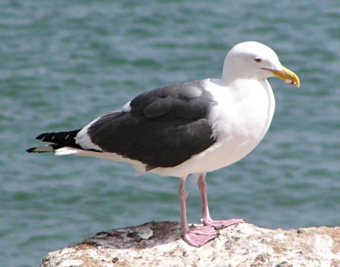 [Western gull]