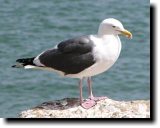 [ Western gull ]