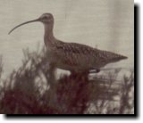 [ Whimbrel ]