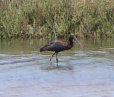 [White-faced ibis]