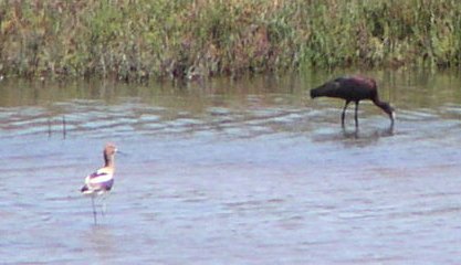 [White-faced ibis]