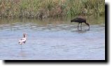 [ White-faced ibis ]