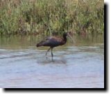 [ White-faced ibis ]