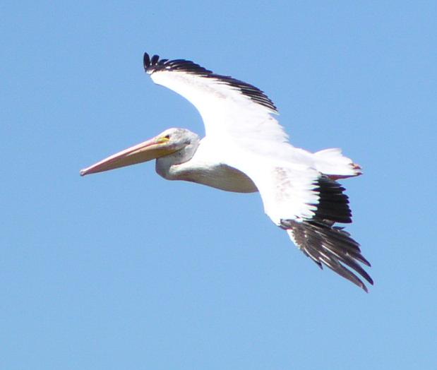 [White pelican]