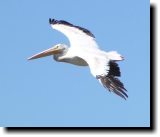 [ White pelican ]