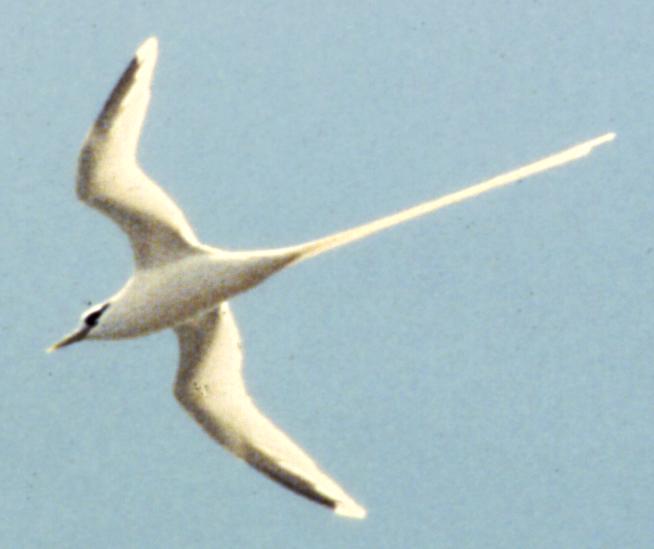 [White-tailed tropicbird]