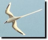 [ White-tailed tropicbird ]