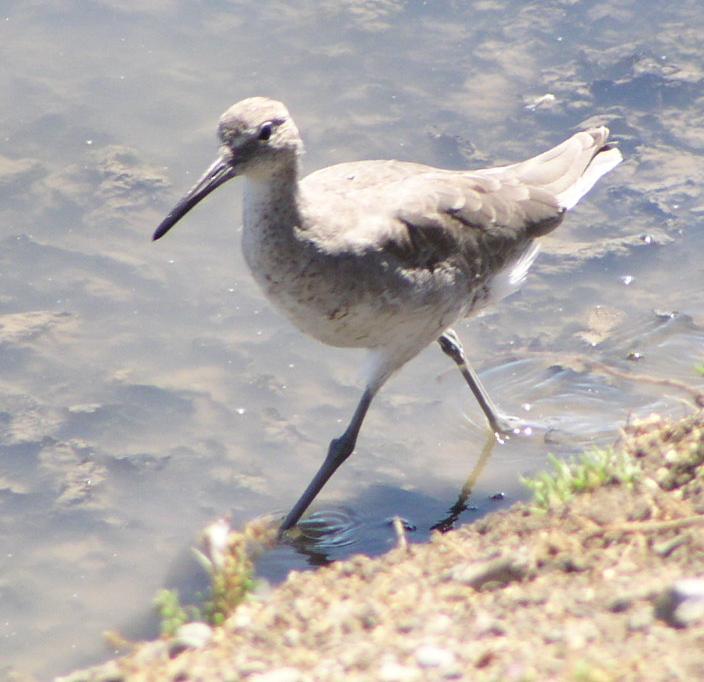 [Willet]