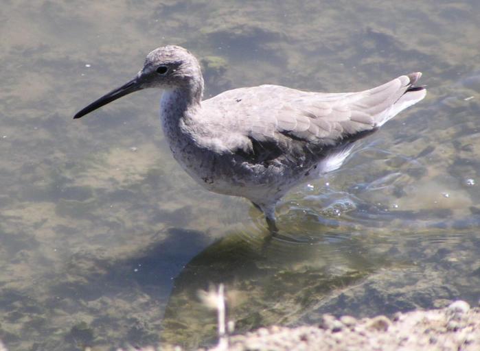 [Willet]