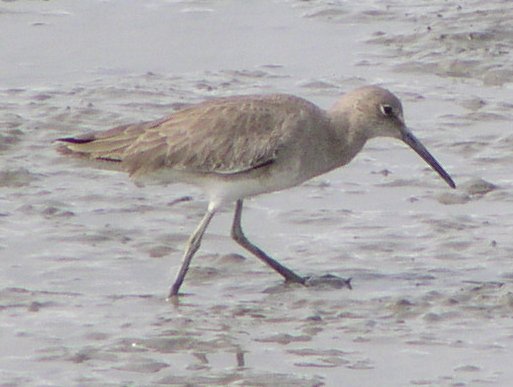 [Willet]