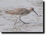 [ Willet ]