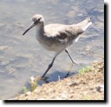 [ Willet ]