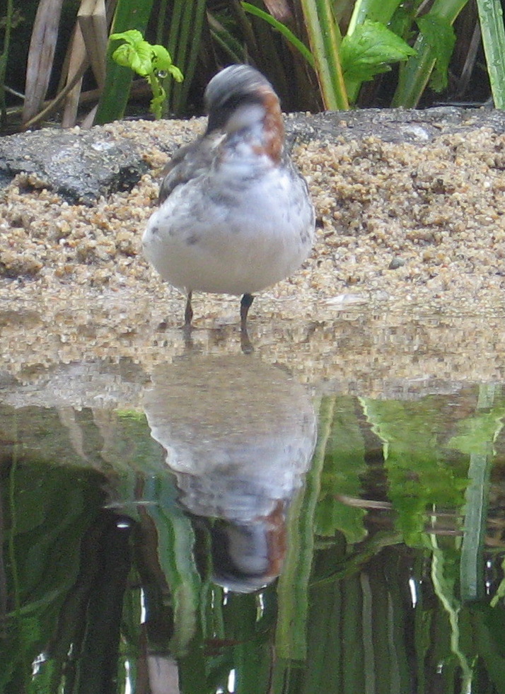 [Wilson's phalarope]