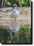 [ Wilson's phalarope ]