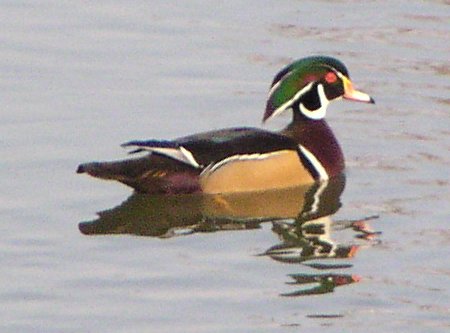 [Wood duck]