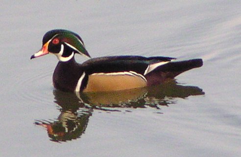 [Wood duck]