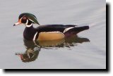 [ Wood duck ]