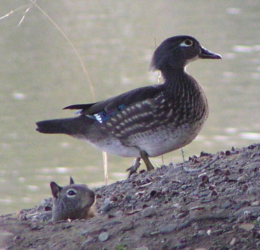 [Wood duck]