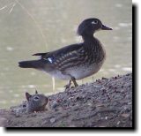 [ Wood duck ]