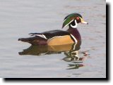 [ Wood duck ]