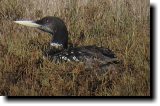 [ Yellow-billed loon ]