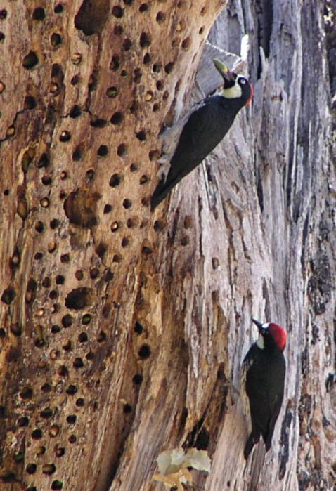 [Acorn woodpecker]