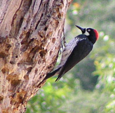 [Acorn woodpecker]