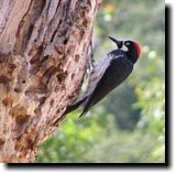 [ Acorn woodpecker ]